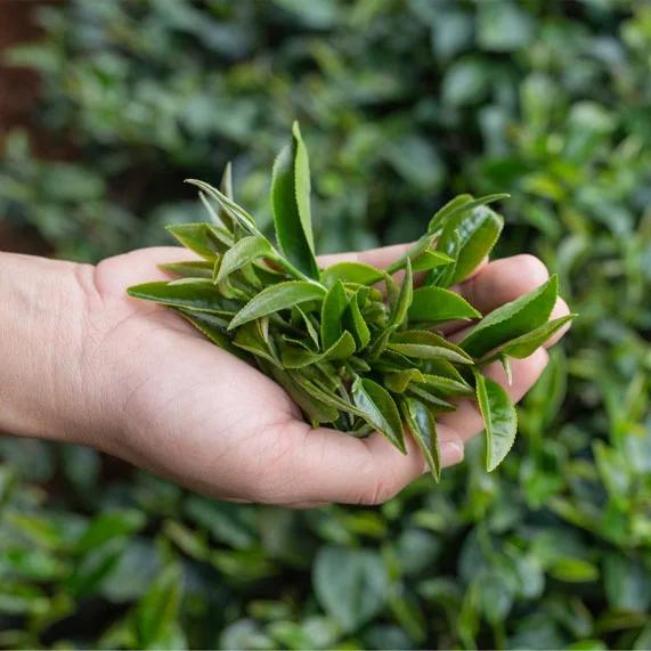 close up picture of yerba mate leaves in a man's hand