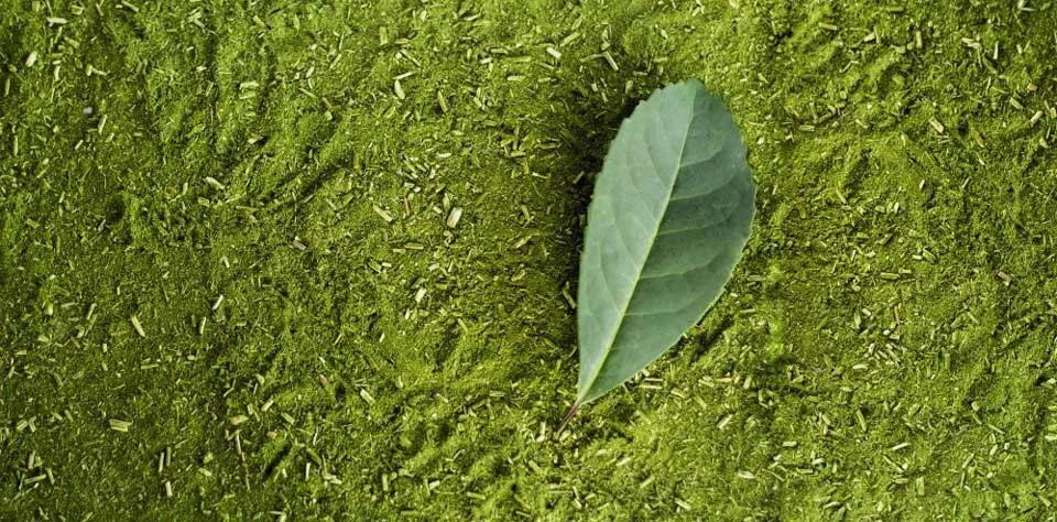 close up picture of grounded yerba mate